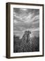 CHEETAH DREAMS-Jaco Marx-Framed Photographic Print