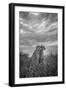 CHEETAH DREAMS-Jaco Marx-Framed Photographic Print