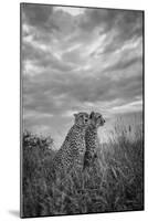 CHEETAH DREAMS-Jaco Marx-Mounted Photographic Print