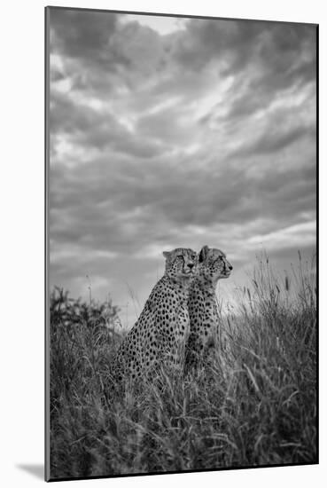 CHEETAH DREAMS-Jaco Marx-Mounted Photographic Print