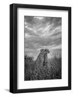 CHEETAH DREAMS-Jaco Marx-Framed Photographic Print