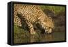 Cheetah Drinking Water-Michele Westmorland-Framed Stretched Canvas