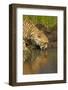 Cheetah Drinking Water-Michele Westmorland-Framed Photographic Print