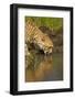 Cheetah Drinking Water-Michele Westmorland-Framed Photographic Print