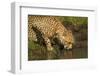 Cheetah Drinking Water-Michele Westmorland-Framed Photographic Print