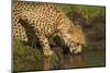 Cheetah Drinking Water-Michele Westmorland-Mounted Photographic Print