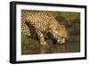 Cheetah Drinking Water-Michele Westmorland-Framed Photographic Print