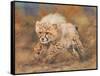 cheetah dust final-David Stribbling-Framed Stretched Canvas