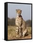 Cheetah Female (Acinonyx Jubatus), Phinda Private Game Reserve, Kwazulu Natal, South Africa, Africa-Ann & Steve Toon-Framed Stretched Canvas
