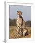 Cheetah Female (Acinonyx Jubatus), Phinda Private Game Reserve, Kwazulu Natal, South Africa, Africa-Ann & Steve Toon-Framed Photographic Print