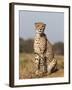 Cheetah Female (Acinonyx Jubatus), Phinda Private Game Reserve, Kwazulu Natal, South Africa, Africa-Ann & Steve Toon-Framed Photographic Print