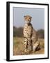 Cheetah Female (Acinonyx Jubatus), Phinda Private Game Reserve, Kwazulu Natal, South Africa, Africa-Ann & Steve Toon-Framed Photographic Print