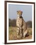 Cheetah Female (Acinonyx Jubatus), Phinda Private Game Reserve, Kwazulu Natal, South Africa, Africa-Ann & Steve Toon-Framed Photographic Print