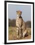Cheetah Female (Acinonyx Jubatus), Phinda Private Game Reserve, Kwazulu Natal, South Africa, Africa-Ann & Steve Toon-Framed Photographic Print