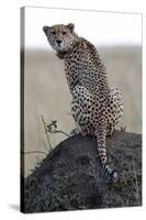 Cheetah female (Acinonyx jubatus) with radio collar, Masai Mara Game Reserve, Kenya, East Africa, A-null-Stretched Canvas