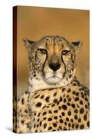 Cheetah Female Photographed in Captivity on a Farm-null-Stretched Canvas