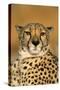 Cheetah Female Photographed in Captivity on a Farm-null-Stretched Canvas