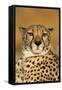 Cheetah Female Photographed in Captivity on a Farm-null-Framed Stretched Canvas