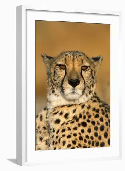 Cheetah Female Photographed in Captivity on a Farm-null-Framed Photographic Print