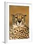 Cheetah Female Photographed in Captivity on a Farm-null-Framed Photographic Print