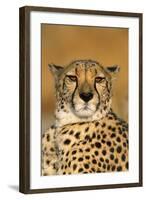 Cheetah Female Photographed in Captivity on a Farm-null-Framed Photographic Print