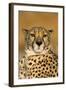 Cheetah Female Photographed in Captivity on a Farm-null-Framed Photographic Print