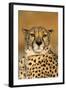 Cheetah Female Photographed in Captivity on a Farm-null-Framed Photographic Print