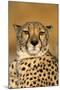 Cheetah Female Photographed in Captivity on a Farm-null-Mounted Photographic Print