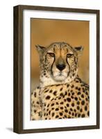 Cheetah Female Photographed in Captivity on a Farm-null-Framed Photographic Print