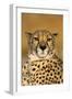 Cheetah Female Photographed in Captivity on a Farm-null-Framed Photographic Print