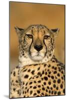 Cheetah Female Photographed in Captivity on a Farm-null-Mounted Photographic Print