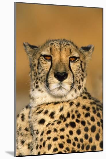 Cheetah Female Photographed in Captivity on a Farm-null-Mounted Photographic Print