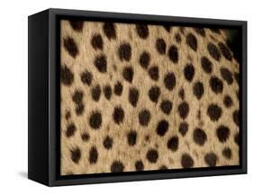 Cheetah Fur Detail-Tony Heald-Framed Stretched Canvas