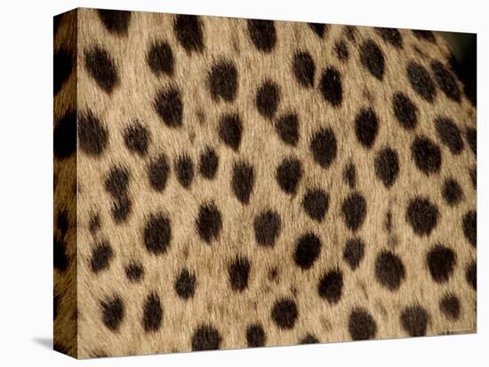 Cheetah Fur Detail-Tony Heald-Stretched Canvas