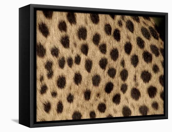 Cheetah Fur Detail-Tony Heald-Framed Stretched Canvas