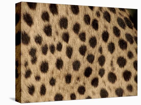Cheetah Fur Detail-Tony Heald-Stretched Canvas