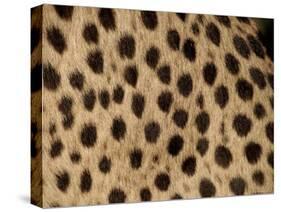 Cheetah Fur Detail-Tony Heald-Stretched Canvas