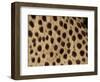 Cheetah Fur Detail-Tony Heald-Framed Premium Photographic Print