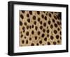 Cheetah Fur Detail-Tony Heald-Framed Premium Photographic Print