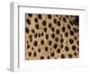 Cheetah Fur Detail-Tony Heald-Framed Premium Photographic Print