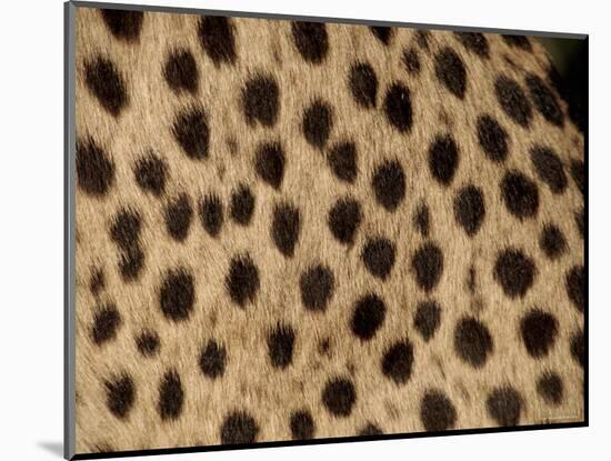 Cheetah Fur Detail-Tony Heald-Mounted Premium Photographic Print