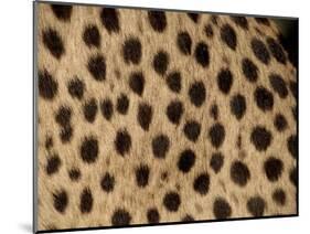 Cheetah Fur Detail-Tony Heald-Mounted Premium Photographic Print