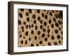 Cheetah Fur Detail-Tony Heald-Framed Premium Photographic Print