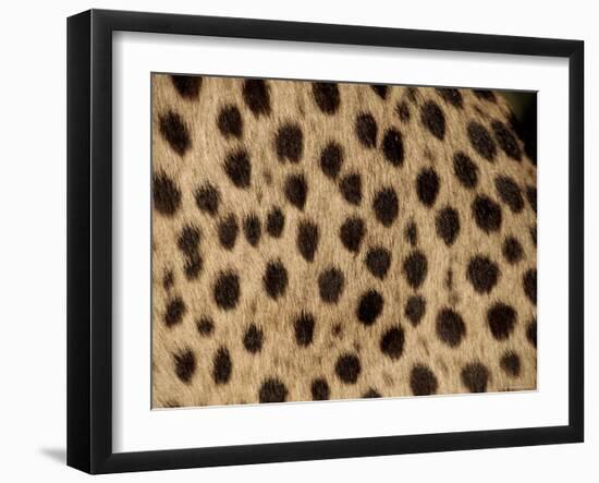 Cheetah Fur Detail-Tony Heald-Framed Photographic Print