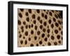 Cheetah Fur Detail-Tony Heald-Framed Photographic Print