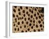 Cheetah Fur Detail-Tony Heald-Framed Photographic Print