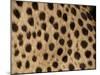 Cheetah Fur Detail-Tony Heald-Mounted Photographic Print