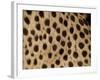 Cheetah Fur Detail-Tony Heald-Framed Photographic Print