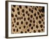 Cheetah Fur Detail-Tony Heald-Framed Photographic Print