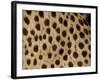 Cheetah Fur Detail-Tony Heald-Framed Photographic Print